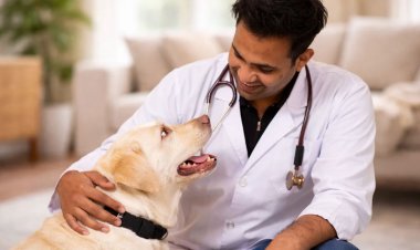 India Will Have 43 Million Pet Dogs Next Year. Most of Them Still Won’t Eat Proper Pet Food.