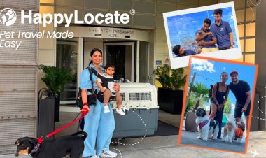 Moving Abroad From India With Your Pet: Is It Safe, or Should You Find Them a New Home?
