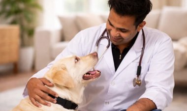 The Hidden Price of Cheap Kibble: Veterinarian Dr. Anshul Rawal on What Bargain Pet Food Is Doing to India's Dogs and Cats
